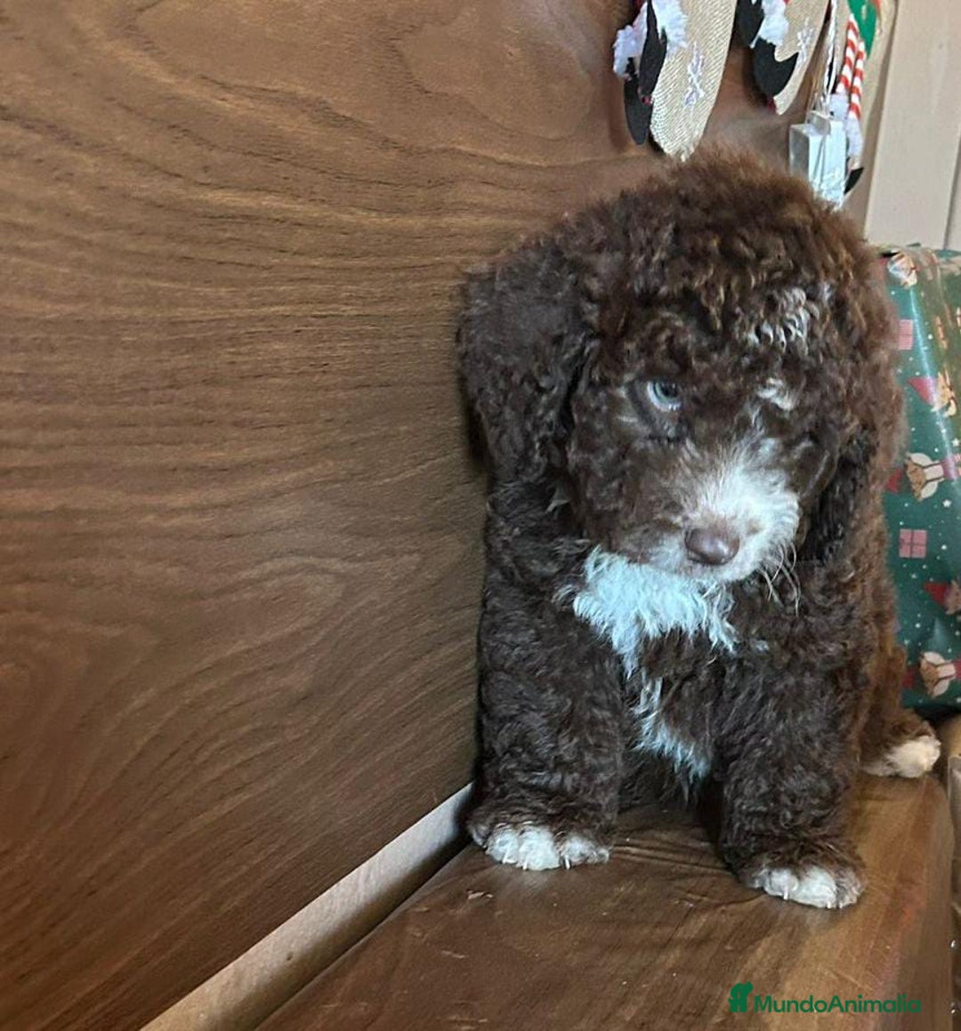 Perro de Agua Español perros en venta: Perro.de agua  - Anuncio 4