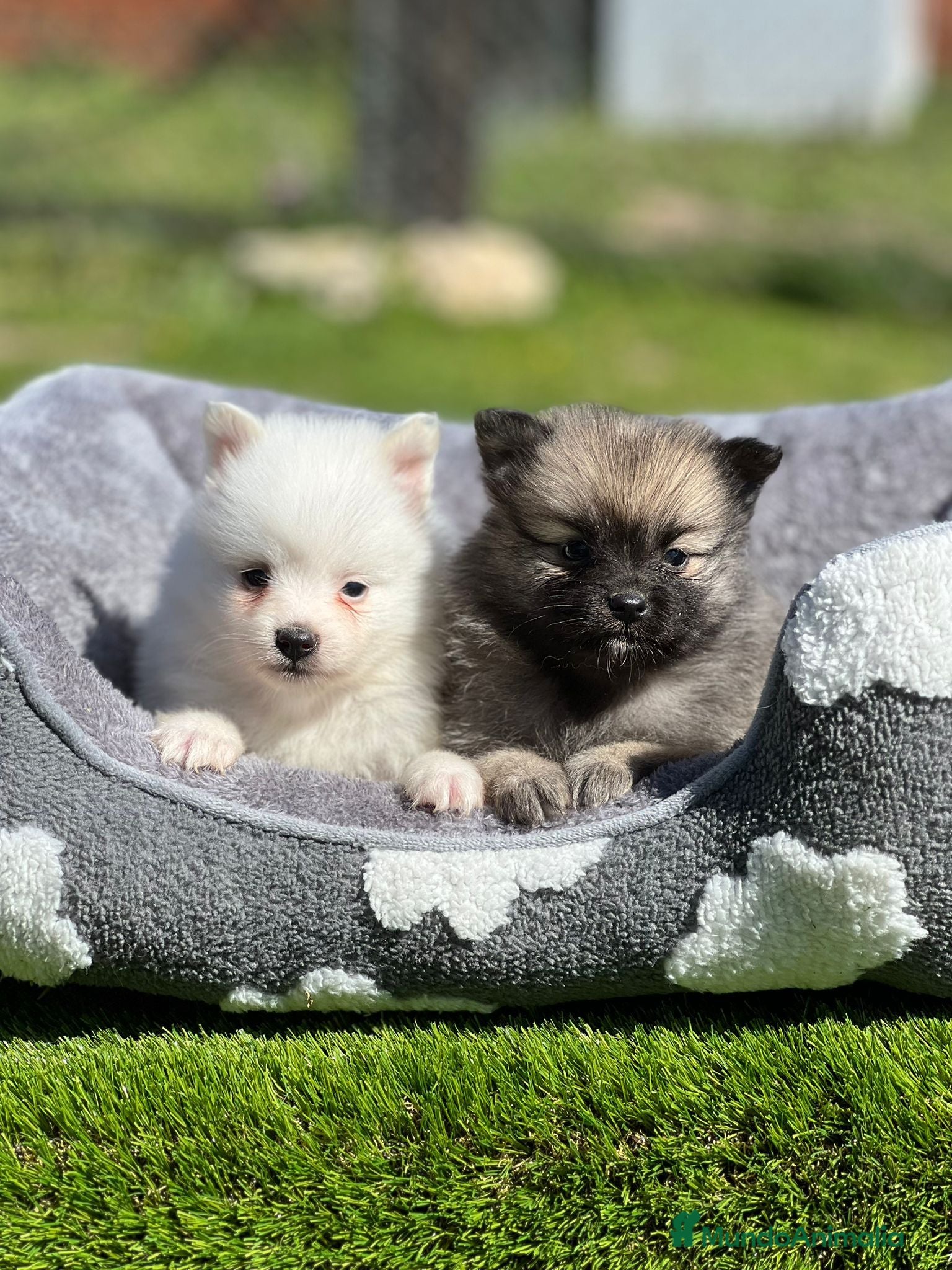 Pomerania perros Pomerania  - Anuncio 35