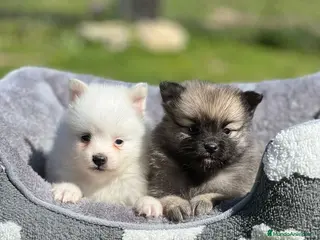 Pomerania perros Pomerania - Anuncio 35