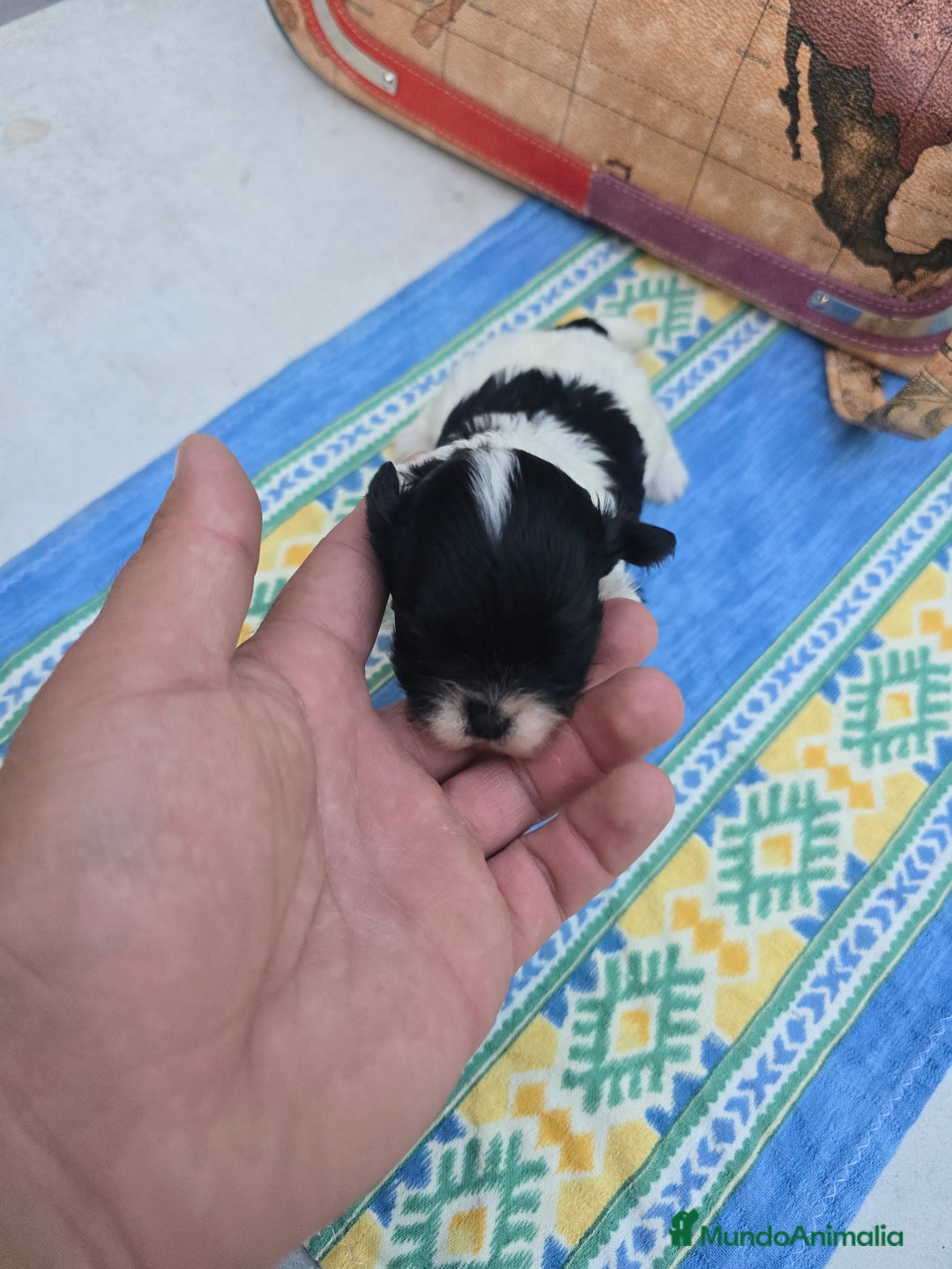 Maltipoo perros en venta: Maltipoo toy - Imagen 1