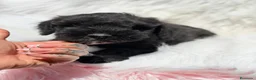 Schnauzer Miniatura perros en venta: SCHNAUZER MINIATURA EXCEPCIONALES - Anuncio 3