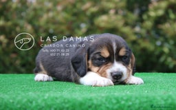 Beagle perros en venta: Beagle tricolor - Imagen 4