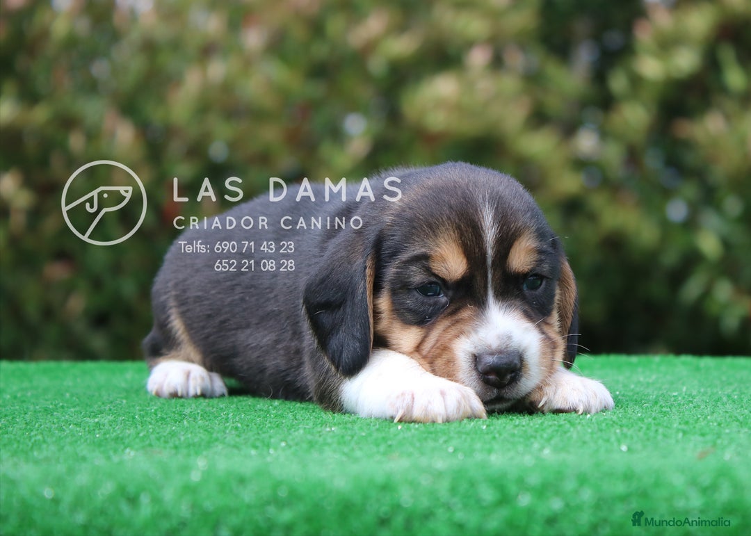 Beagle perros en venta: Beagle tricolor - Imagen 4