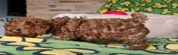Caniche Toy perros en venta: Caniches toy: - Anuncio 4