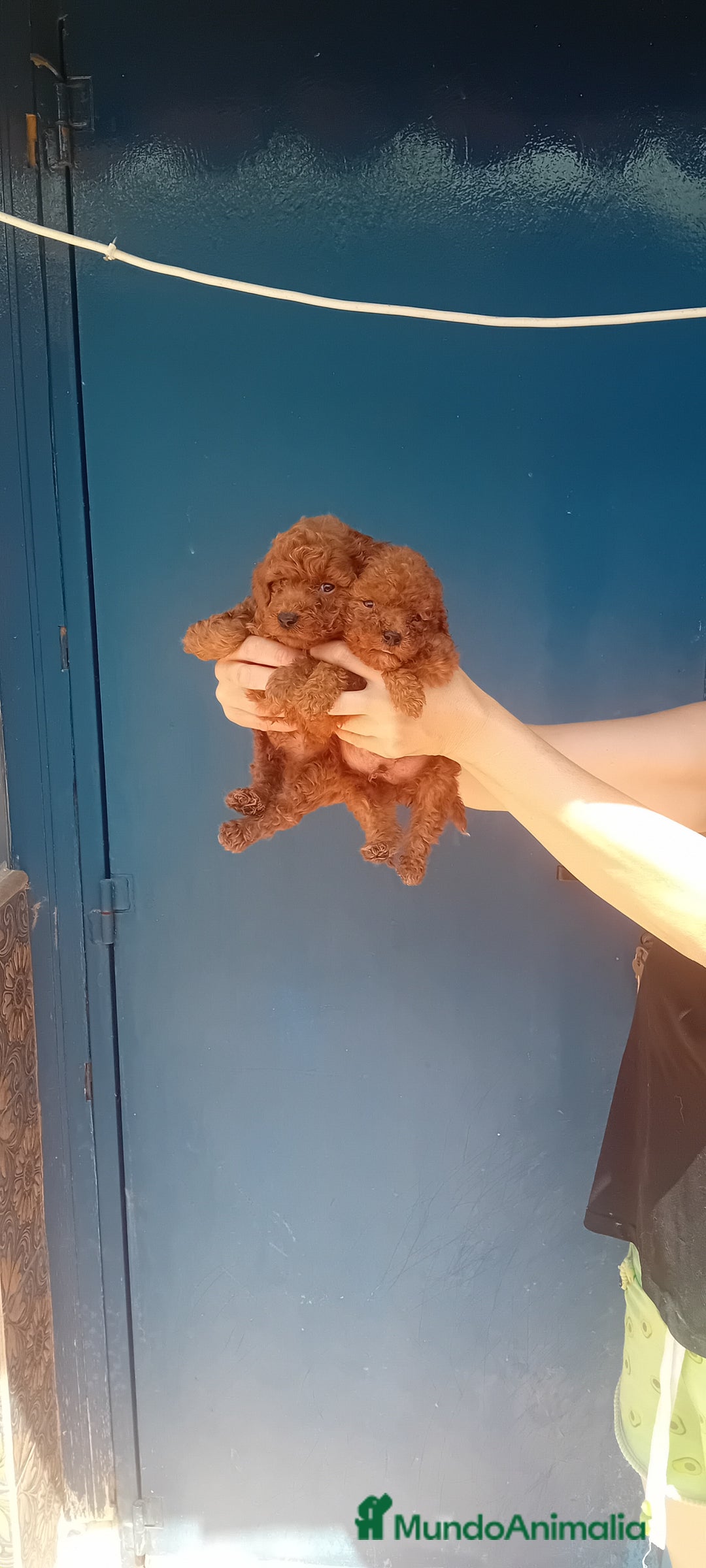 Caniche Toy perros en venta: ‼️‼️CANICHE TOY ROJOS MACHOS 50% ASIÁTICOS - Imagen 2