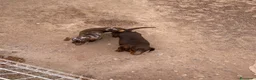 Teckel perros en venta: Cachorros Teckel  - Anuncio 9