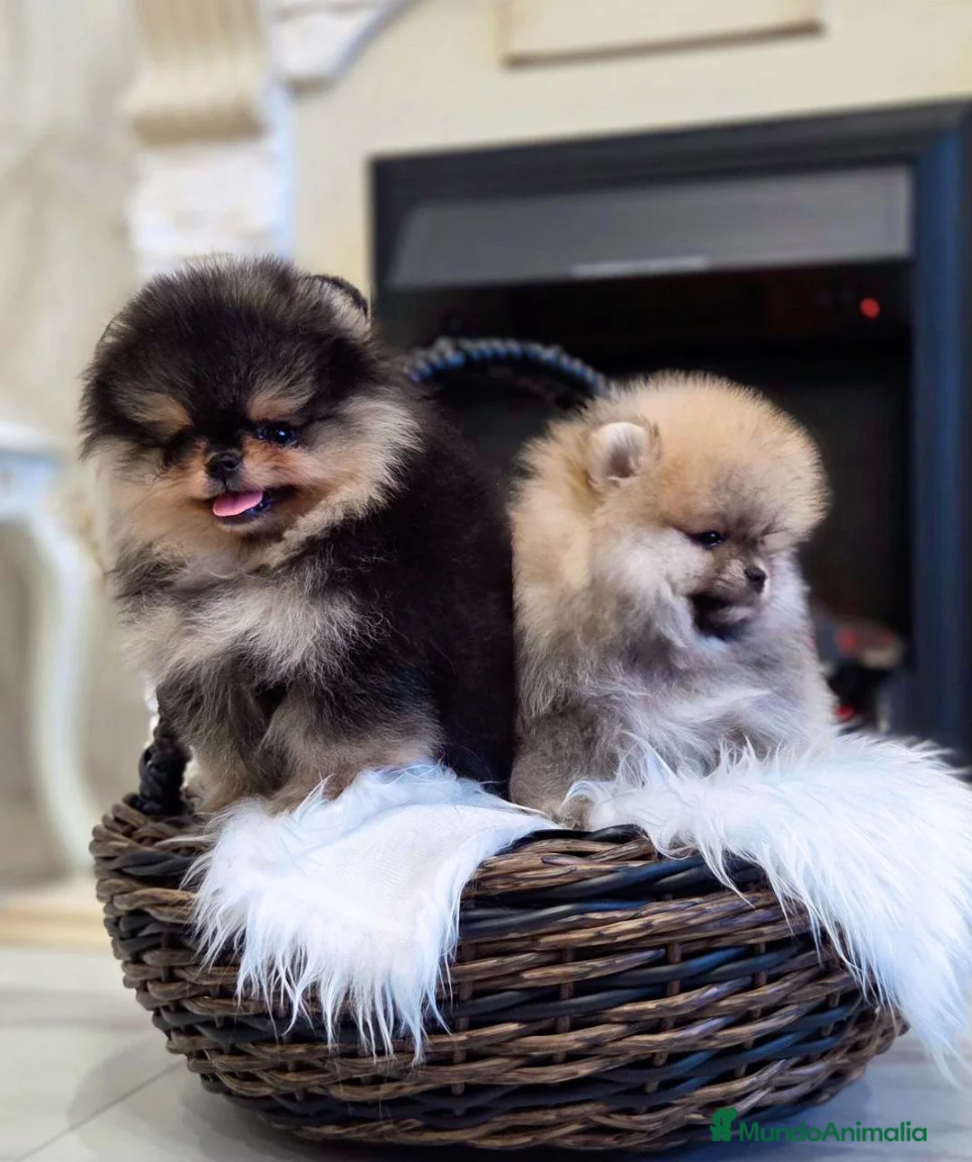 Pomerania perros en venta: Cachorros de Pomerania - Anuncio 4