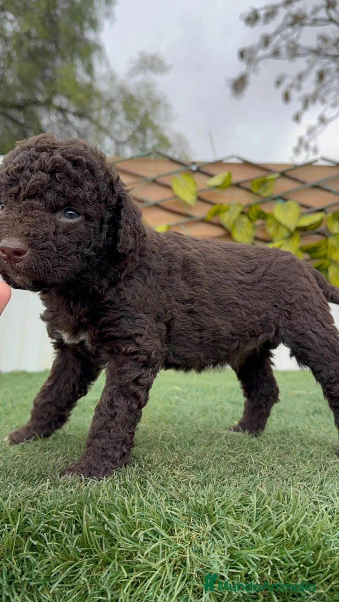 Perro de Agua Español perros en venta: PERRO DE AGUA HEMBRA - Anuncio 3
