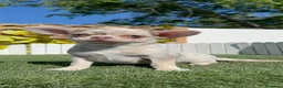 Chihuahua perros en venta: CHIHUAHUA MERLE - Anuncio 7