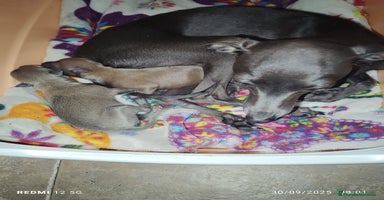 Pequeño Lebrel Italiano perros - Anuncio 6