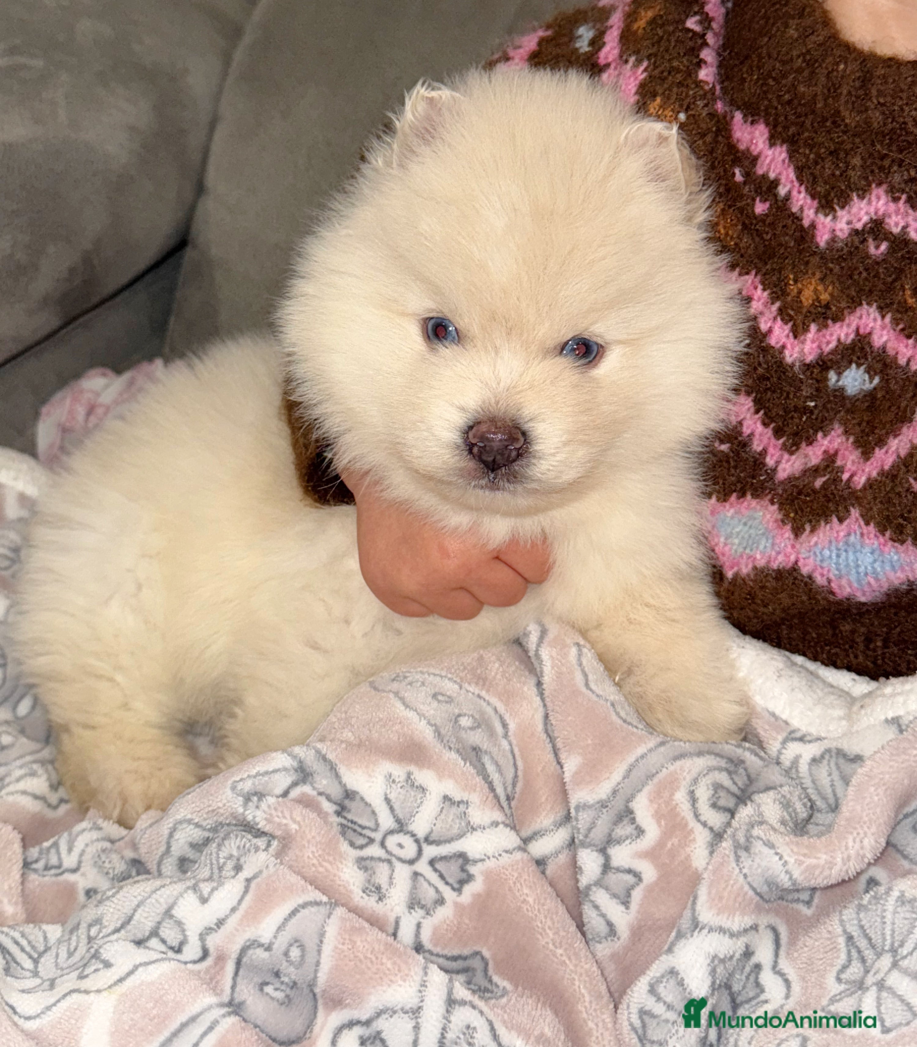 Pomsky perros Pomsky mini huskys ojos azules  - Anuncio 1