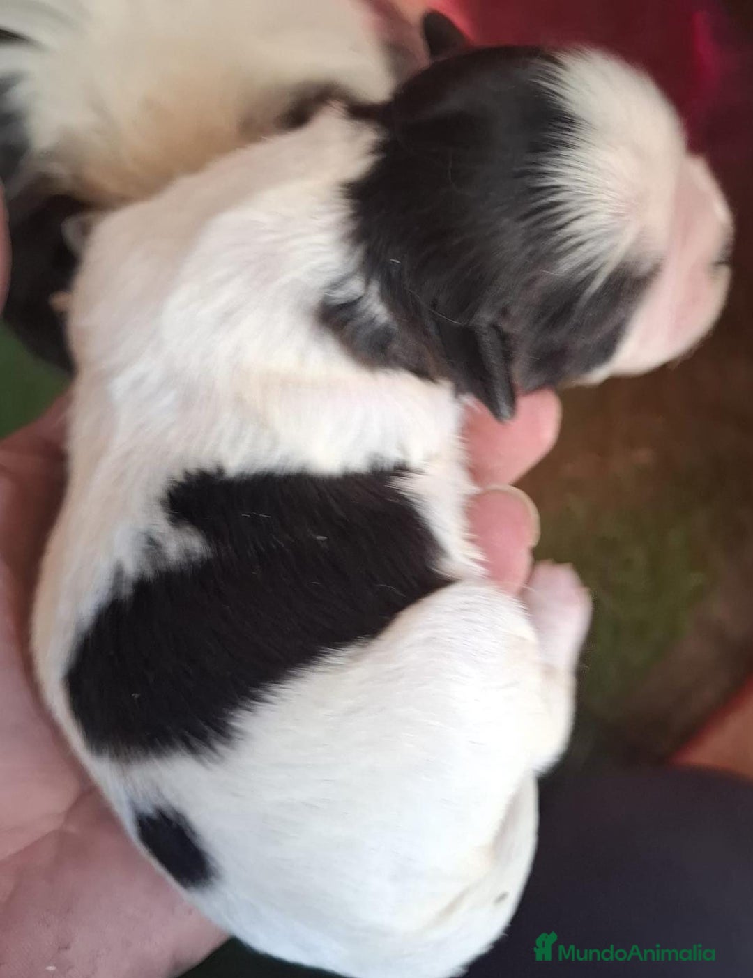 Shih Tzu perros en venta: Shitzu mini - Anuncio 6