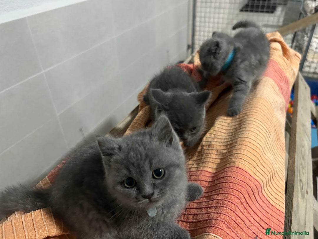 Británico de Pelo Corto Azul gatos en venta: British shorthair  - Imagen 10