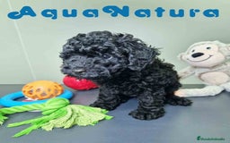 Caniche Enano perros en venta: Caniche Macho CJMM 4807 AQUANATURA - Imagen 5