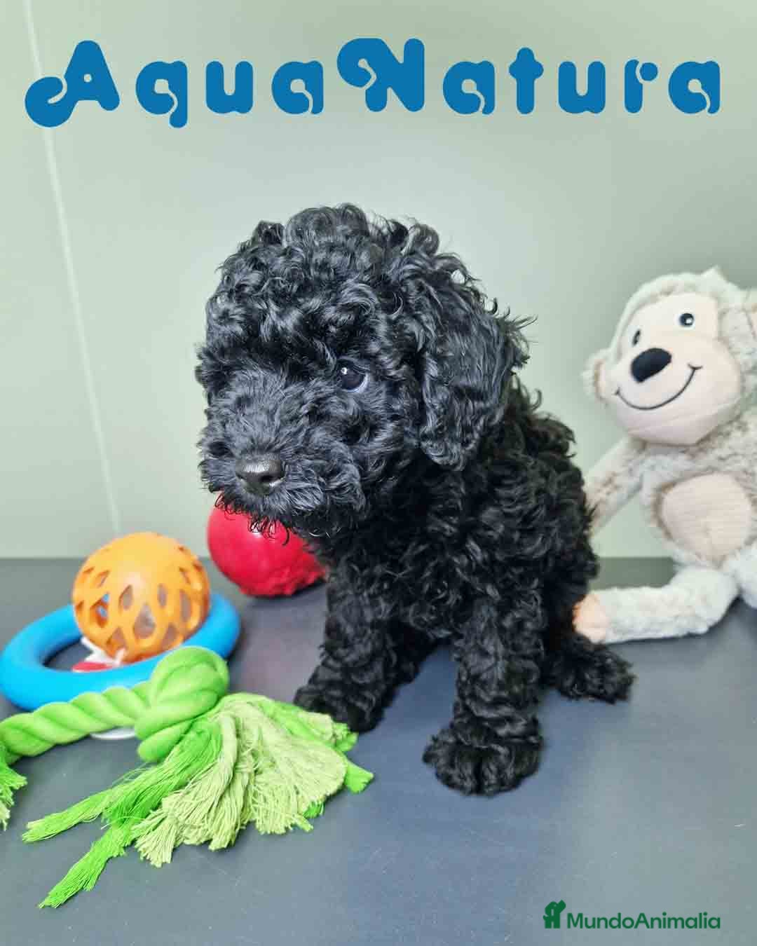 Caniche Enano perros en venta: Caniche Macho CJMM 4807 AQUANATURA - Imagen 5