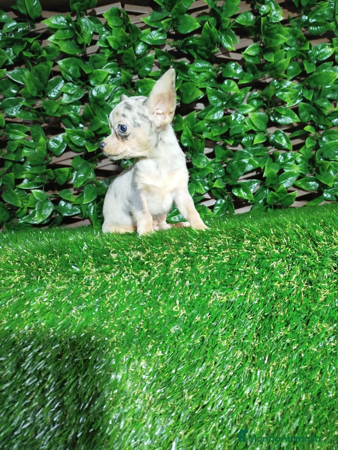 Chihuahua perros en venta: Chihuahua toy  - Anuncio 3