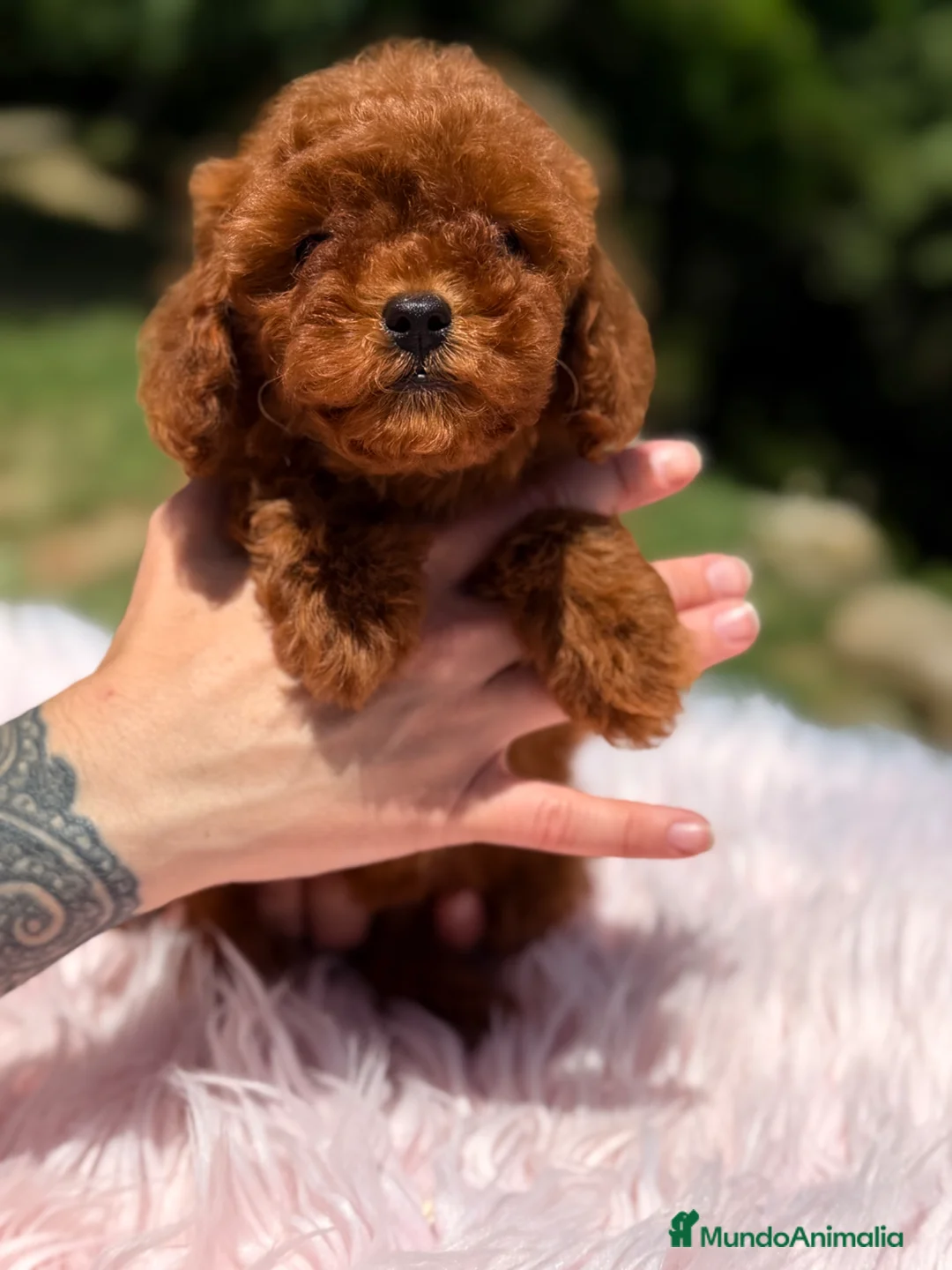 Caniche Toy perros en venta: Caniche toha pimentón  - Anuncio 2