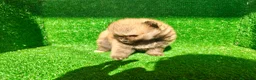 Pomerania perros en venta: Pomerania  - Anuncio 3