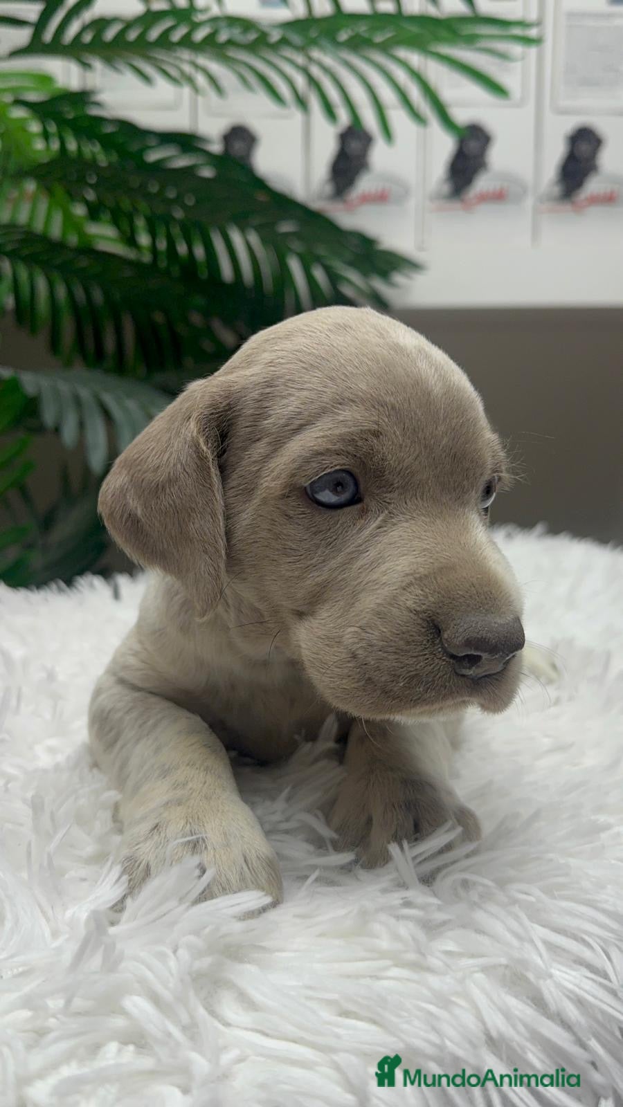 Braco Alemán de Pelo Corto perros en venta: BRACO ALEMAN - Anuncio 18