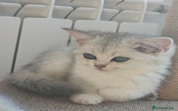 Británico de Pelo Corto gatos en venta: British Silver Chinchilla  - Imagen 4