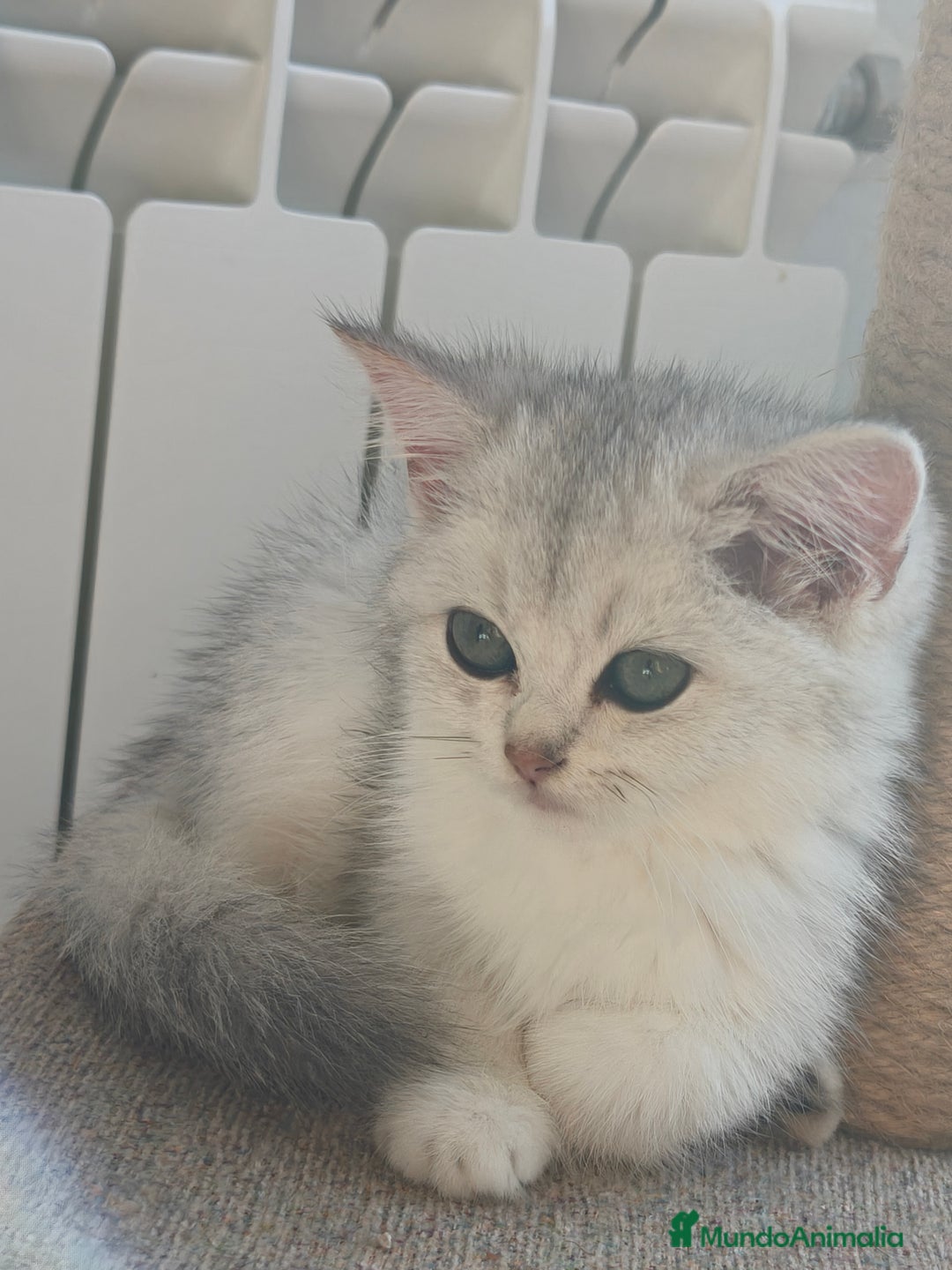 Británico de Pelo Corto gatos en venta: British Silver Chinchilla  - Imagen 4