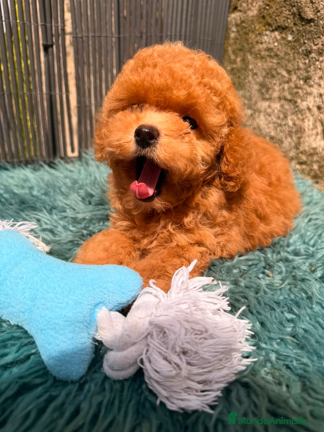 Caniche Toy perros en venta: Caniche Minitoy  - Anuncio 2