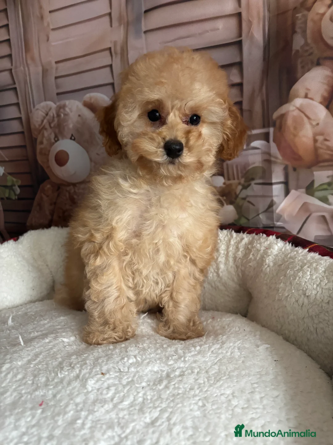 Caniche Toy perros en venta: Caniche Toy (ambos papás toy ) - Anuncio 3