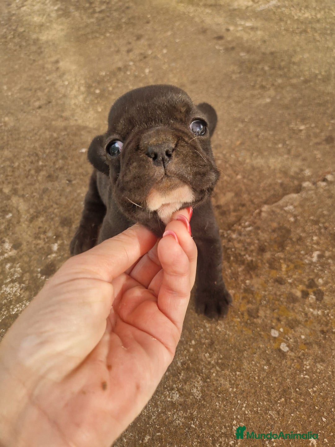 Bulldog Francés perros en venta: 3 hembras de bulldog francés  - Imagen 6