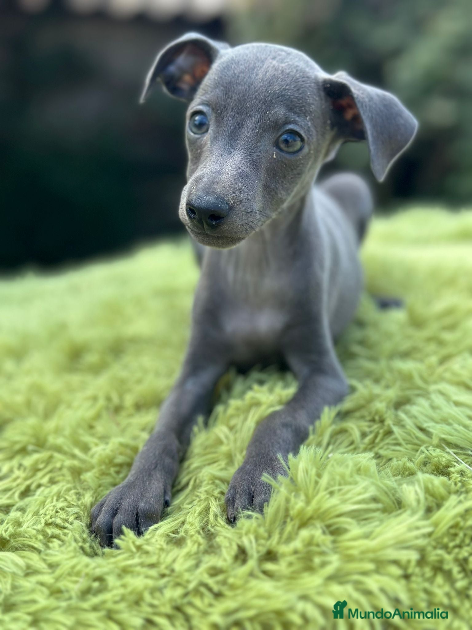 Pequeño Lebrel Italiano perros Piccolo lebrel italiano  - Anuncio 2