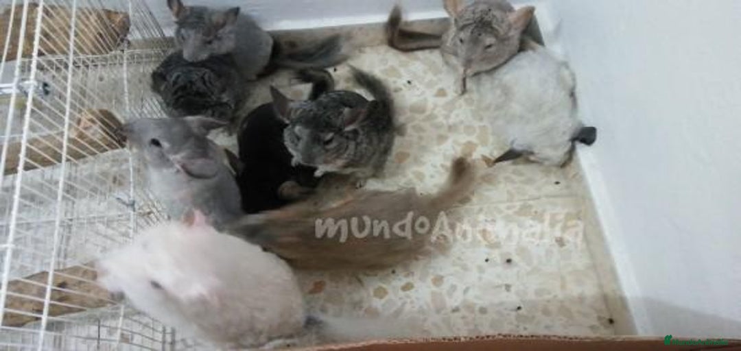 Imagen de galería {{count}}