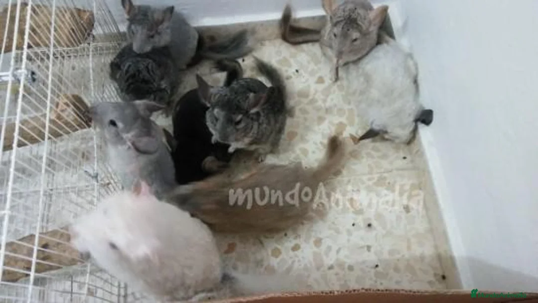 Imagen de galería {{count}}