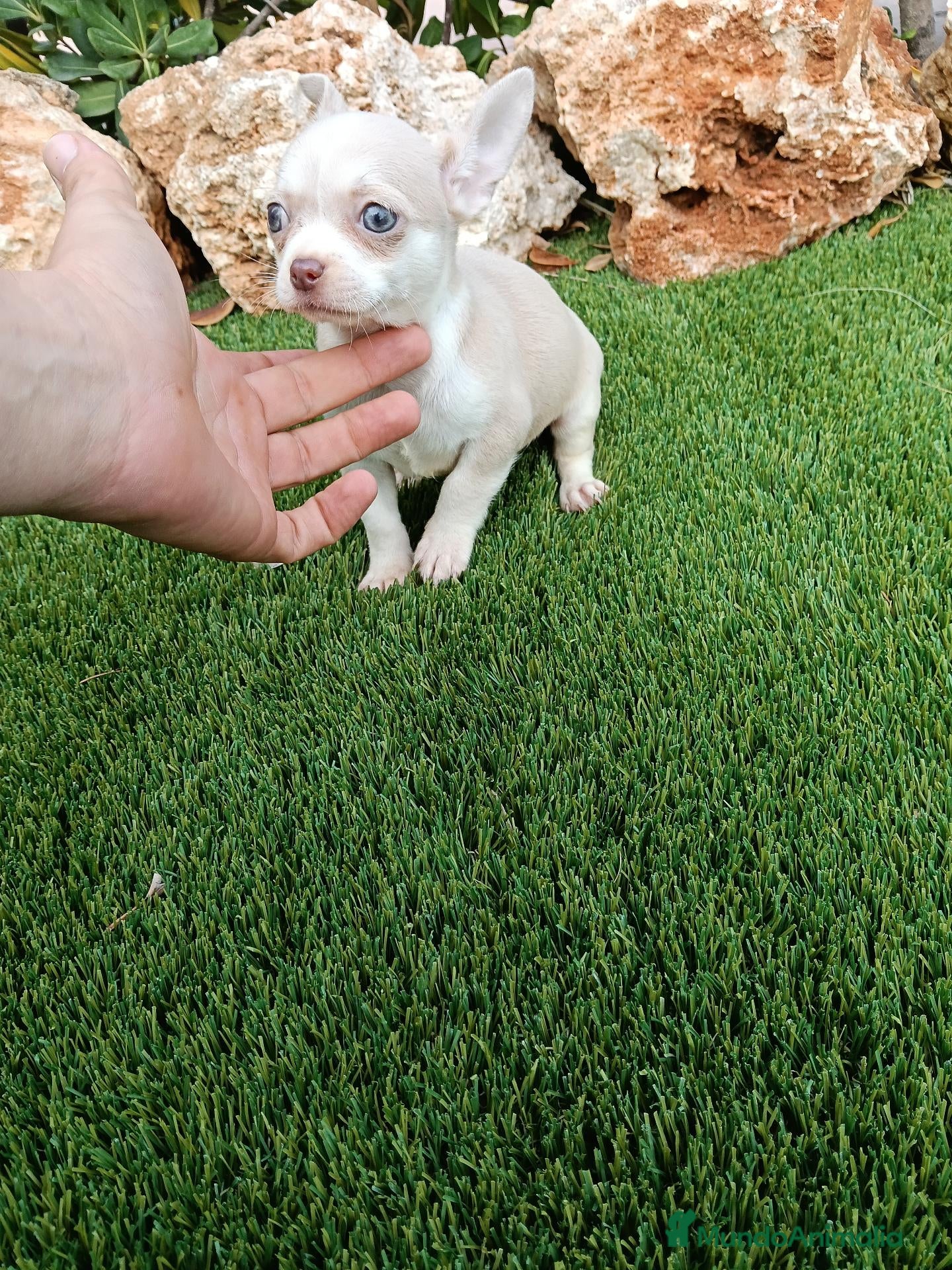 Chihuahua perros Precioso machito de Chihuahua - Anuncio 5