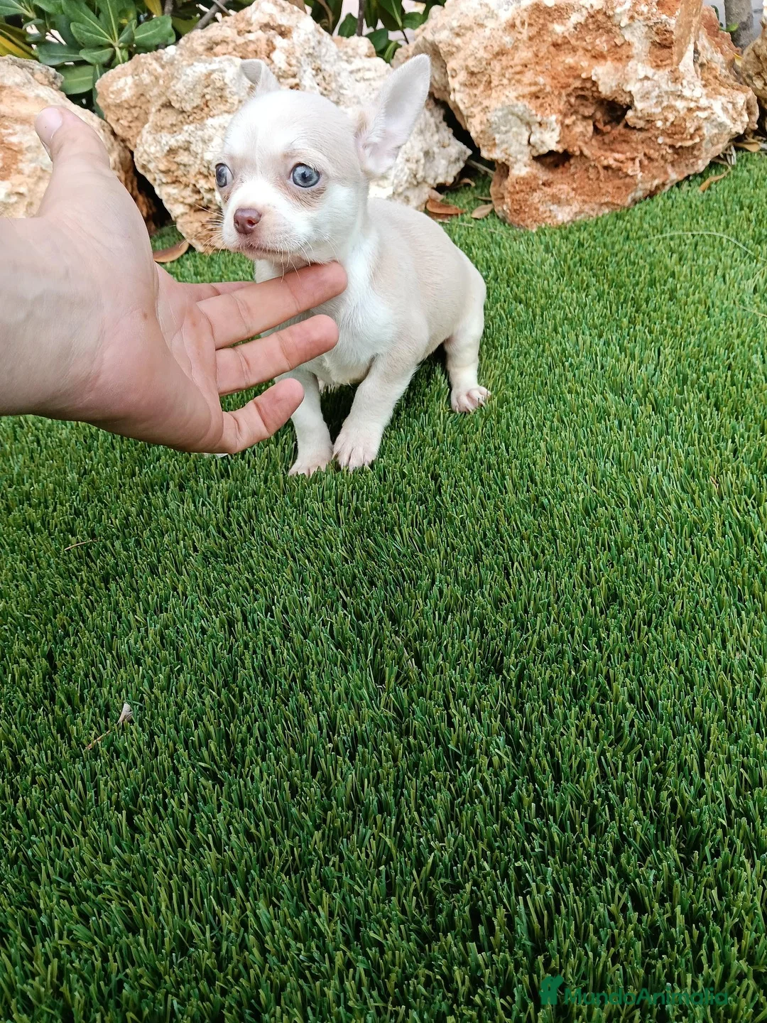 Chihuahua perros en venta: Precioso machito de Chihuahua - Anuncio 1