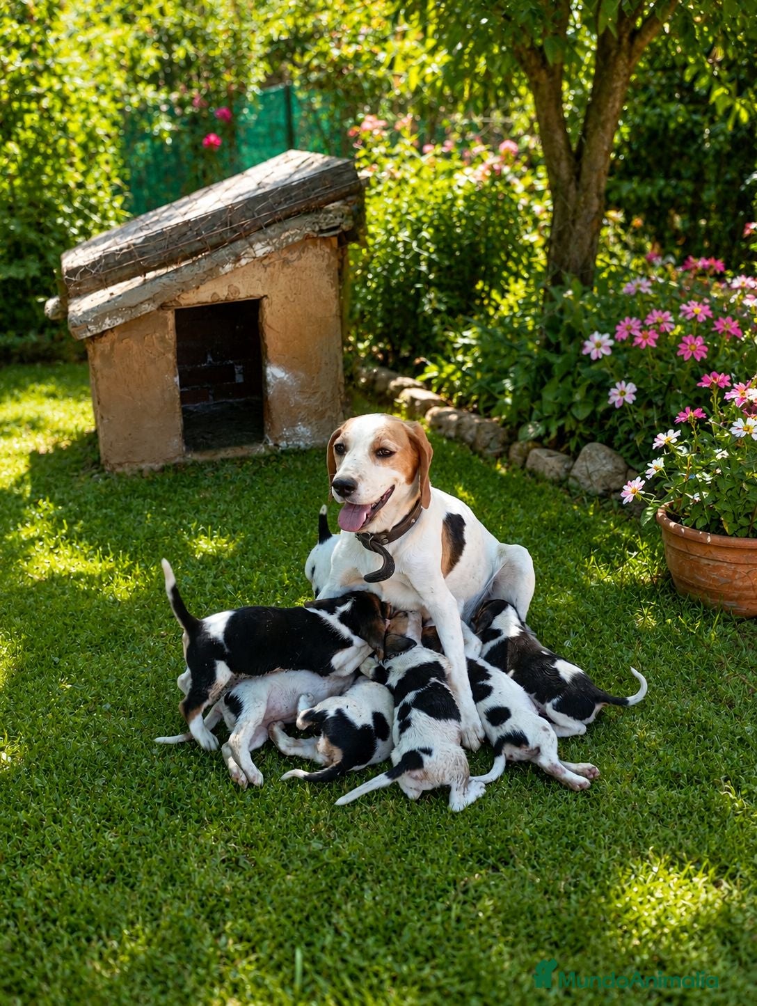 Beagle perros Beagles espectaculares  - Anuncio 2