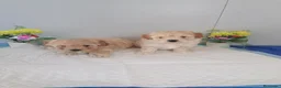 Maltipoo perros en venta: Preciosa camada de maltipoo  - Anuncio 5