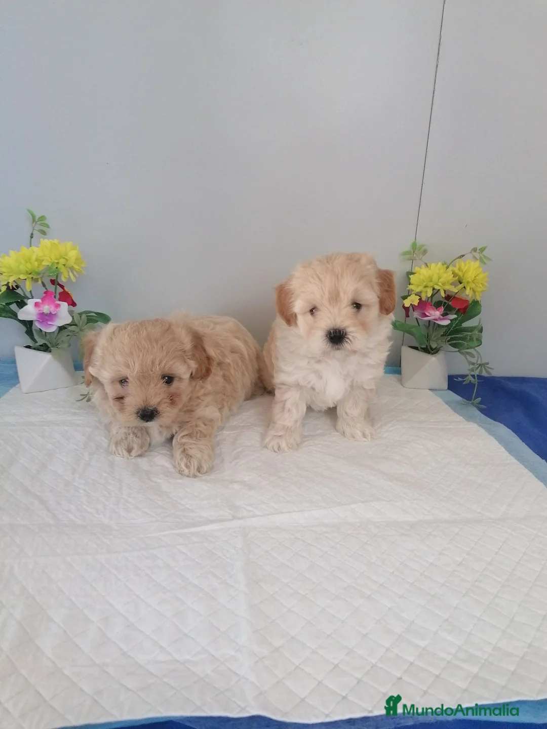 Maltipoo perros en venta: Preciosa camada de maltipoo  - Anuncio 5