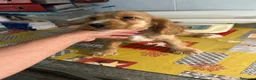 Cocker Spaniel Inglés perros en venta: Cocker spanial inglés  - Anuncio 4