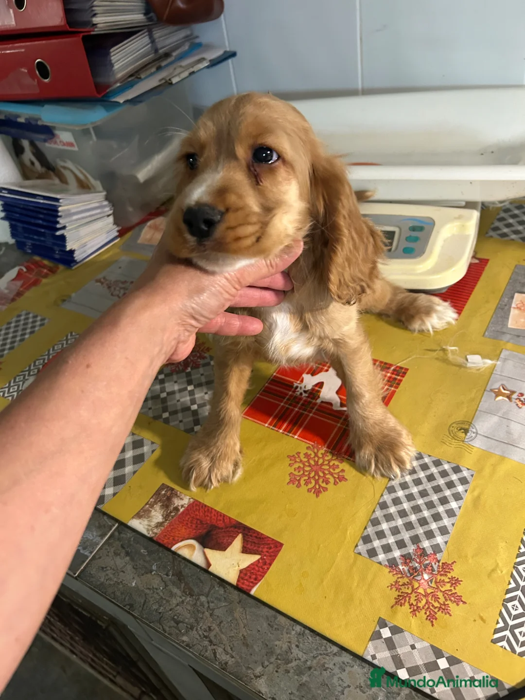 Cocker Spaniel Inglés perros en venta: Cocker spanial inglés  - Anuncio 4