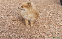 Spitz pequeño - Kleinspitz perros en venta: Spizt/Pomerania toy Hembra sable - Anuncio 2