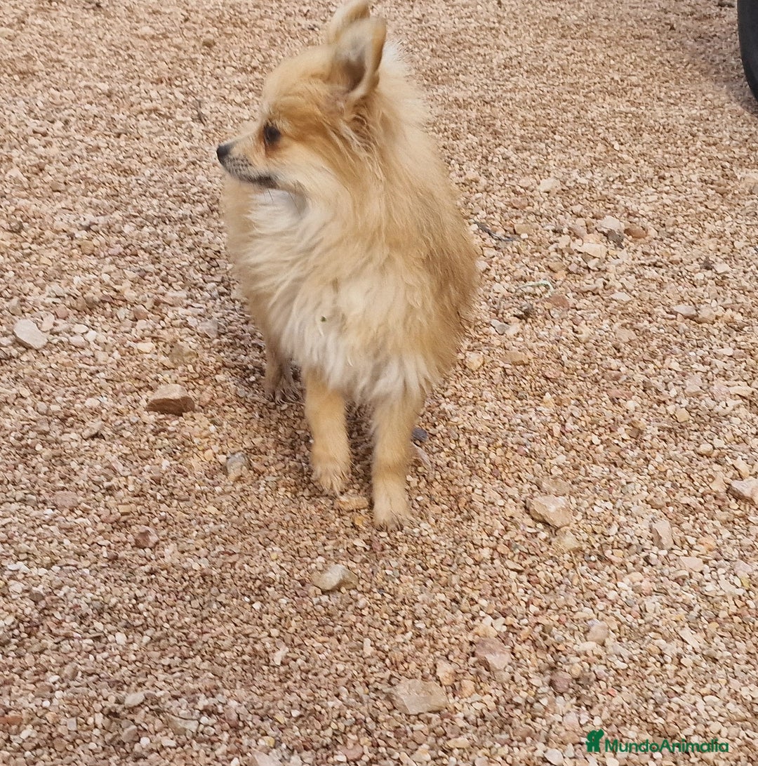 Spitz pequeño - Kleinspitz perros en venta: Spizt/Pomerania toy Hembra sable - Anuncio 2