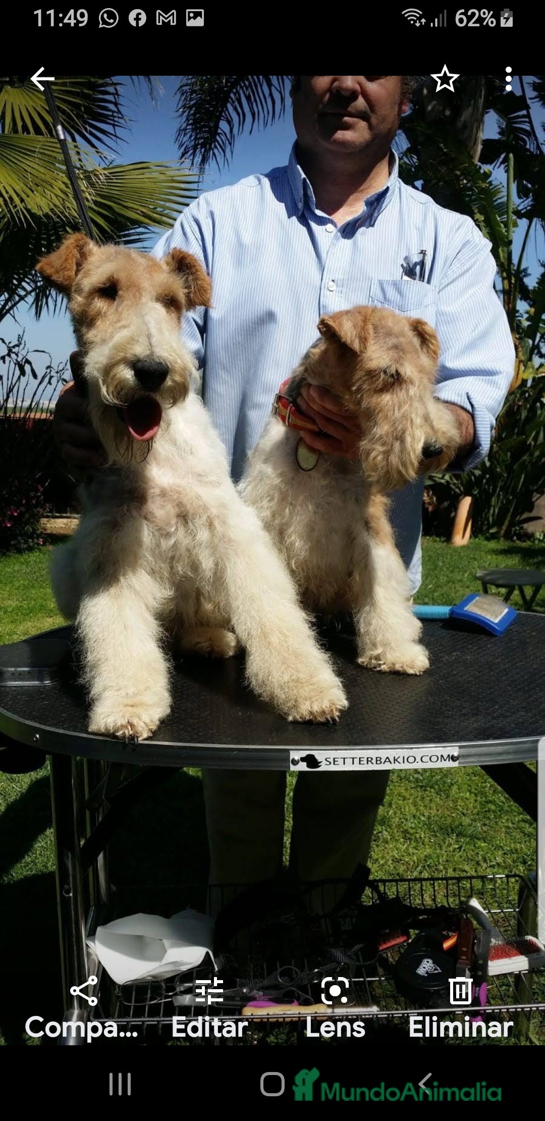 Fox Terrier de Pelo Duro perros  Macho FOX TERRIER. GRAN PEDIGREE en Sevilla - Anuncio 1