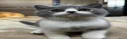 Británico de Pelo Corto gatos en venta: Cachorros British Shorthair - Anuncio 2