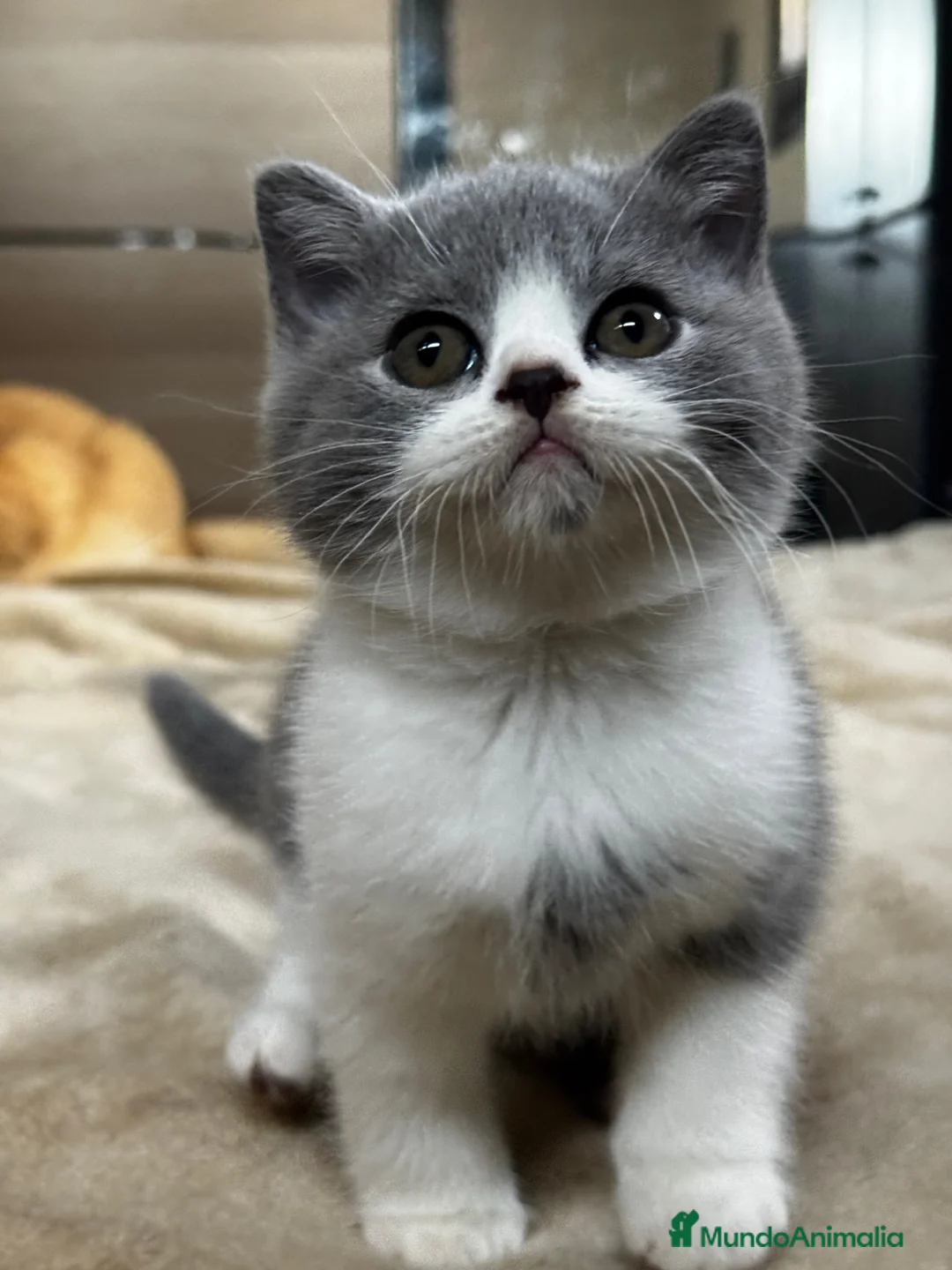 Británico de Pelo Corto gatos en venta: Cachorros British Shorthair - Anuncio 2