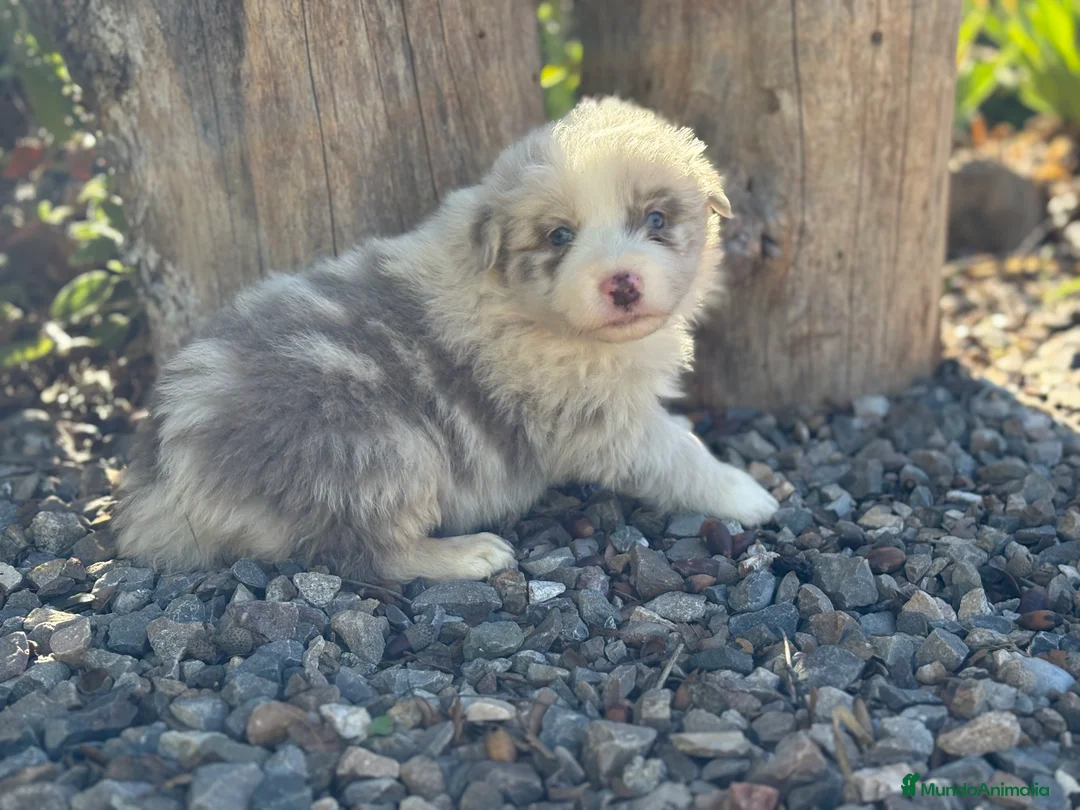 Border Collie perros en venta: 🐾🐾🐾 Border Collie Exclusivos 🐾🐾🐾 - Anuncio 7