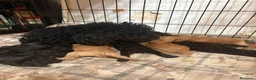 Caniche Toy perros en venta: CANICHE TOY - Anuncio 7