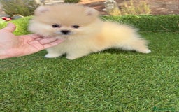 Pomerania perros en venta: Pomerania listos para entregar!!! - Imagen 6