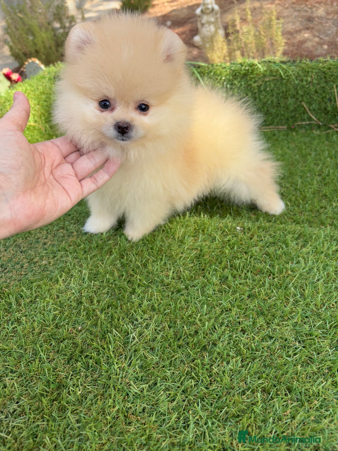 Pomerania perros en venta: Pomerania listos para entregar!!! - Imagen 6