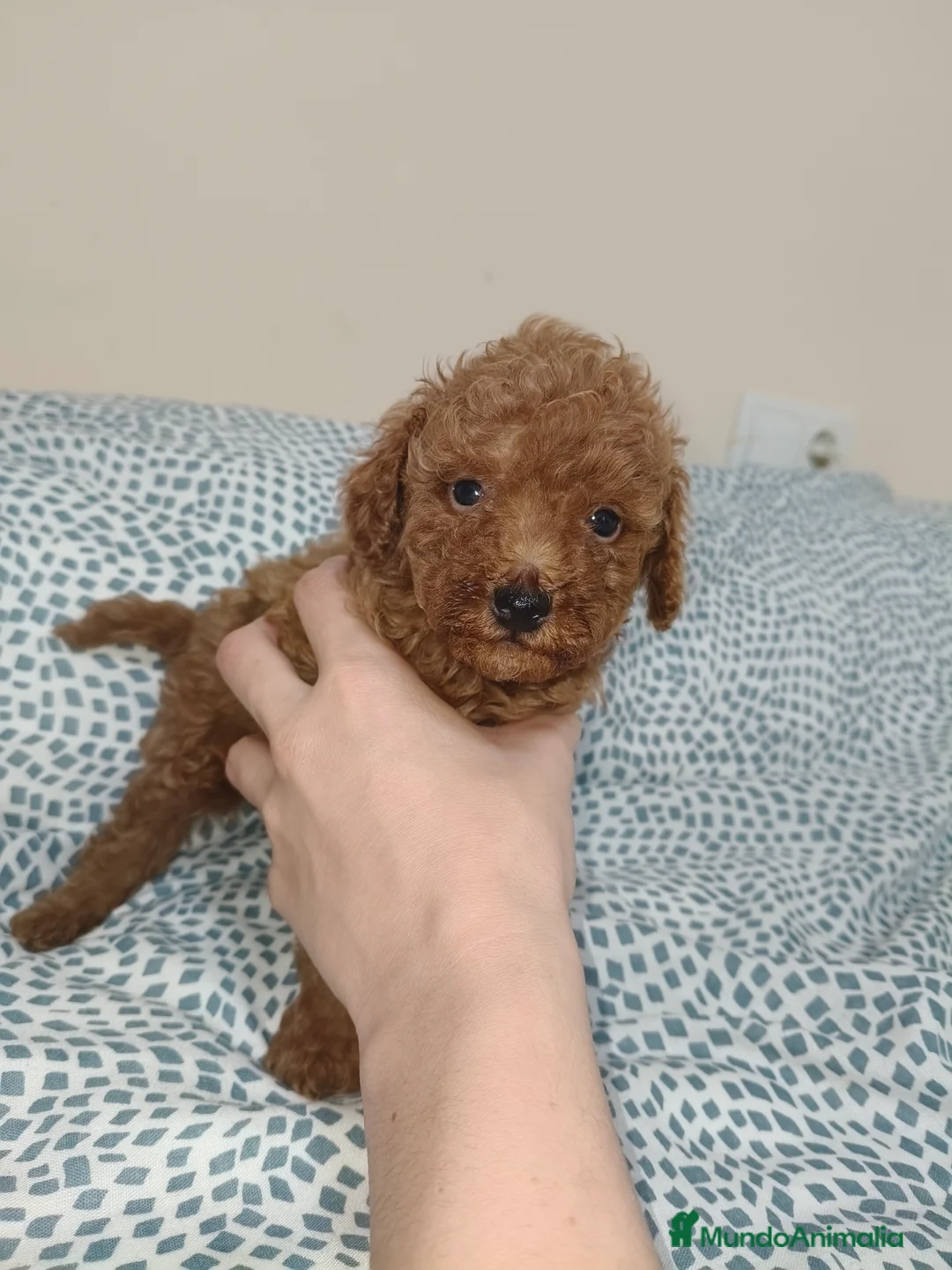 Caniche Toy perros en venta: Caniche Toy en Murcia - Anuncio 2