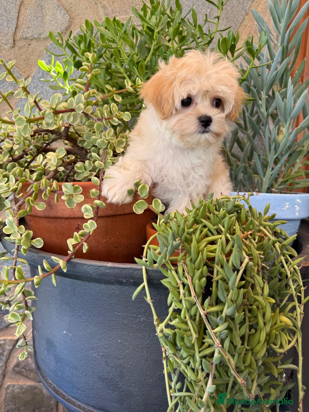 Maltipoo perros Maltipoo hembra toy - Anuncio 1