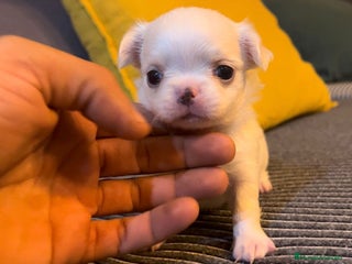 Chihuahua perros - Anuncio 36